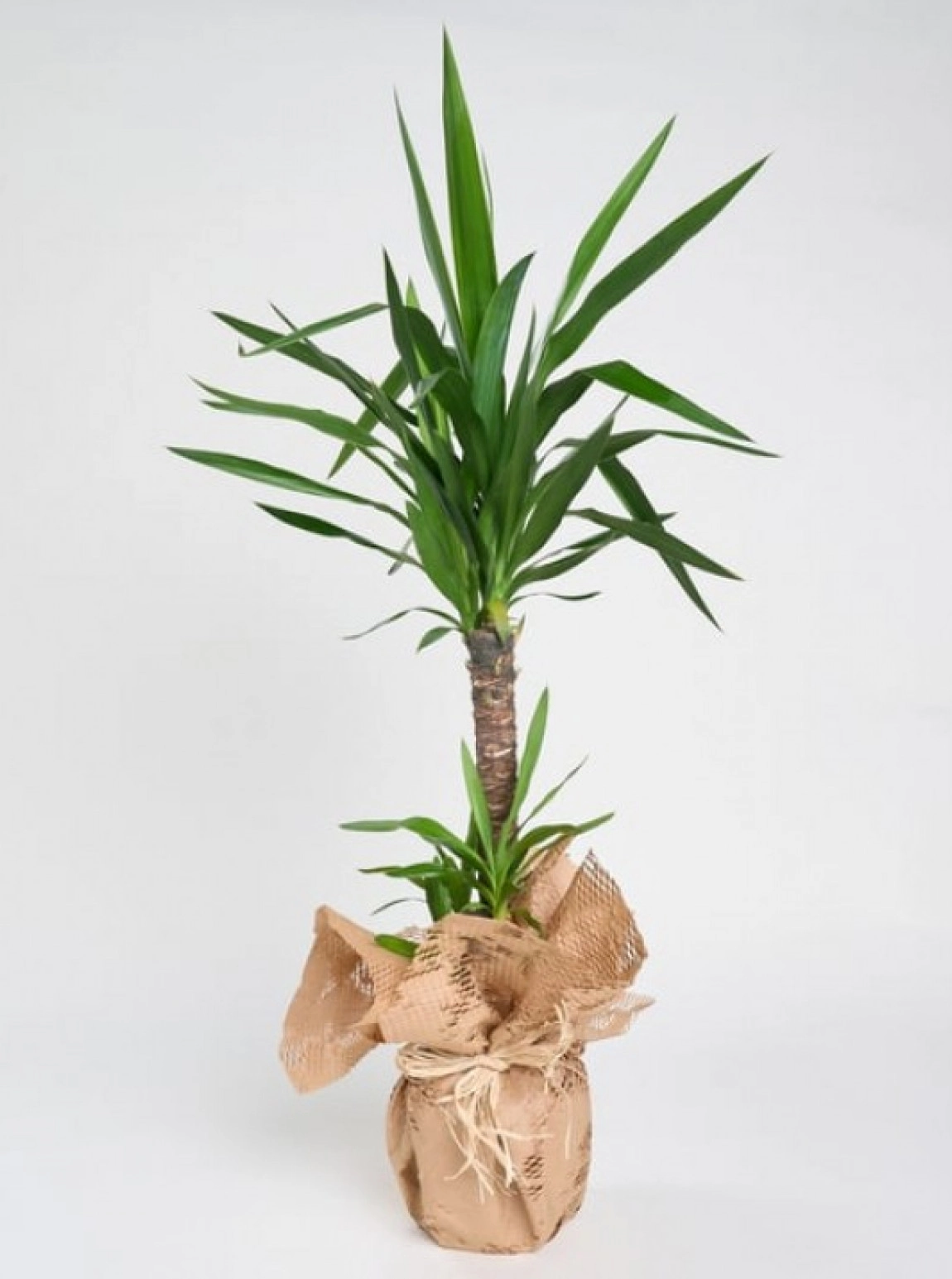 2'Li Yucca Çiçeği Saksı Çiçeği