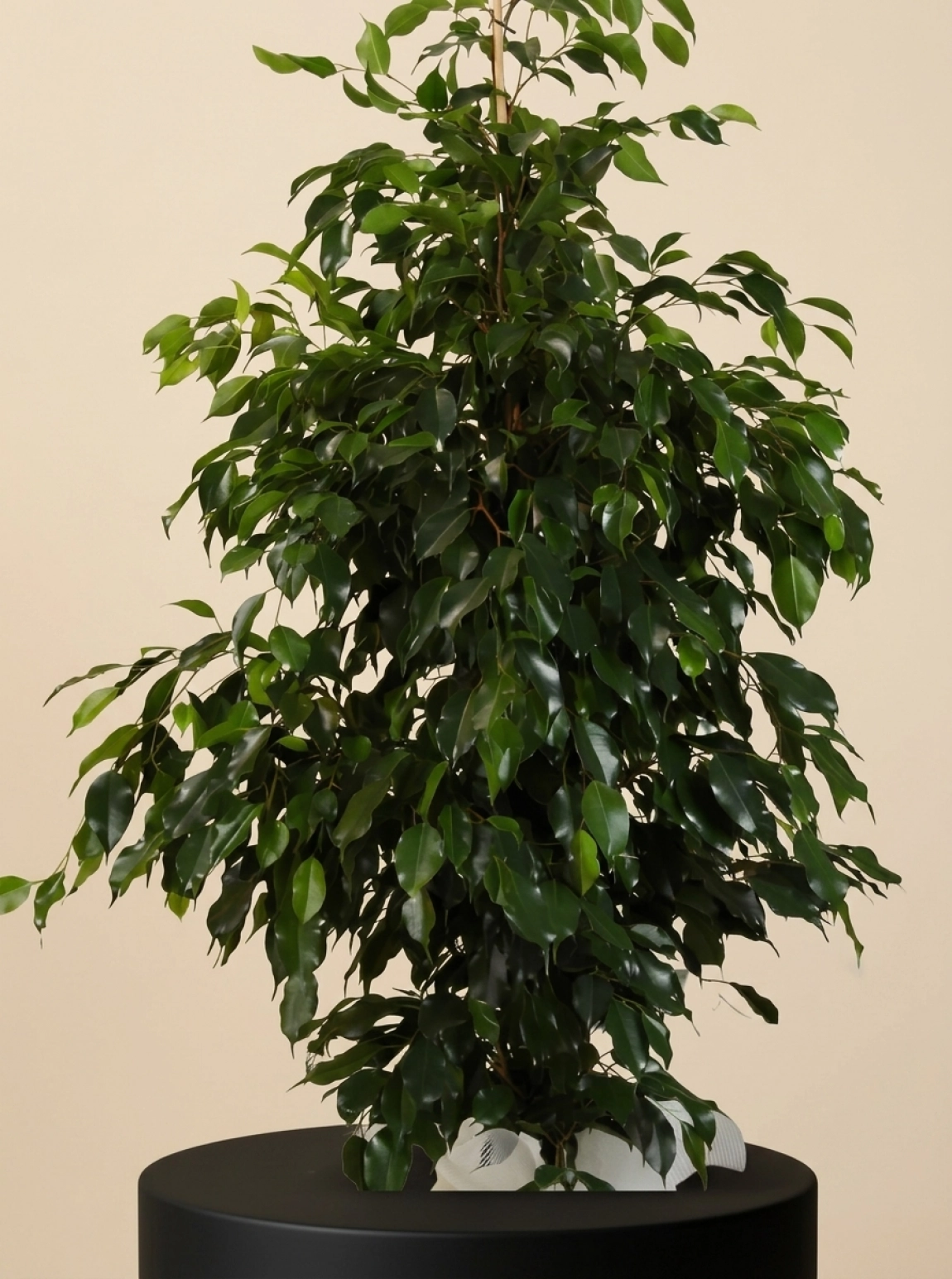 Büyük Boy Ficus Benjamin