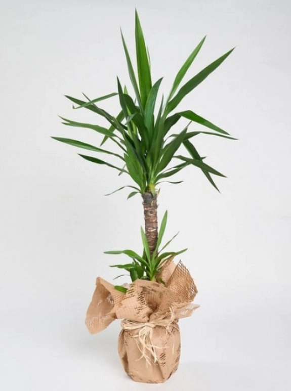 2'Li Yucca Çiçeği Saksı Çiçeği