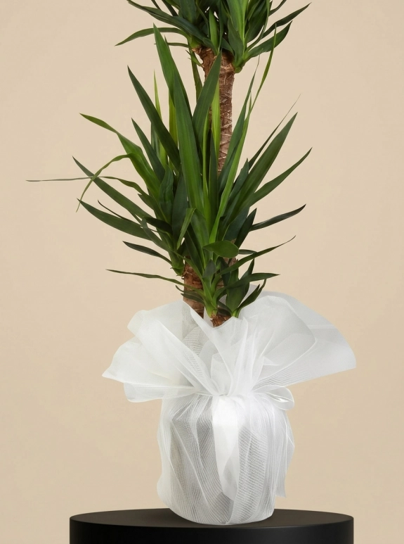 3'lü Yucca Çiçeği